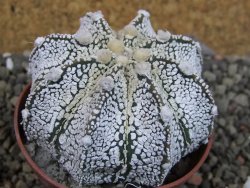 Astrophytum Z Jasenné pot 6,5 cm - 12403180