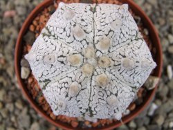 Astrophytum Z Jasenné pot 6,5 cm - 12403186