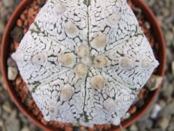 Astrophytum Z Jasenné pot 6,5 cm