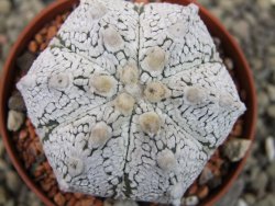 Astrophytum Z Jasenné pot 6,5 cm - 12403188