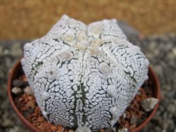 Astrophytum Z Jasenné pot 6,5 cm - 12403189