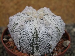 Astrophytum Z Jasenné pot 6,5 cm - 12403190