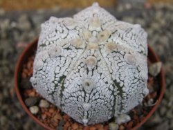 Astrophytum Z Jasenné pot 6,5 cm - 12403191