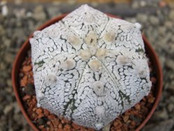 Astrophytum Z Jasenné pot 6,5 cm - 12403192