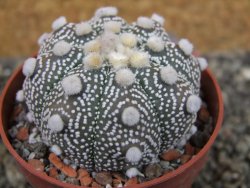 Astrophytum Hanazano Kabuto B  pot 6,5 cm