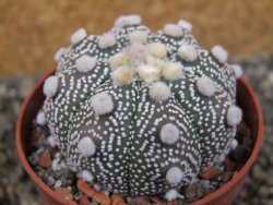 Astrophytum Hanazano Kabuto B  pot 6,5 cm - 12403195