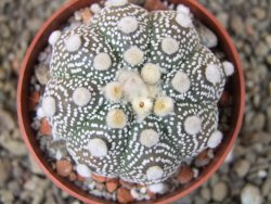 Astrophytum Hanazano Kabuto B  pot 6,5 cm - 12403196