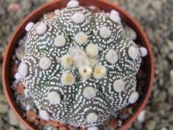 Astrophytum Hanazano Kabuto B  pot 6,5 cm - 12403197