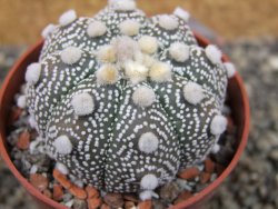 Astrophytum Hanazano Kabuto B  pot 6,5 cm - 12403198