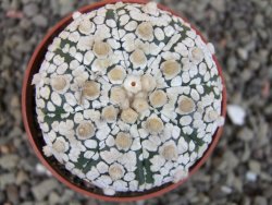 Astrophytum Super Kabuto pot 6,5 cm