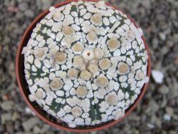 Astrophytum Super Kabuto pot 6,5 cm - 12403200