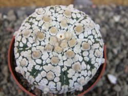 Astrophytum Super Kabuto pot 6,5 cm - 12403201