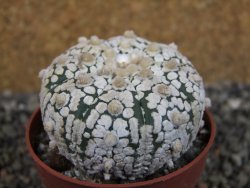 Astrophytum Super Kabuto pot 6,5 cm - 12403202