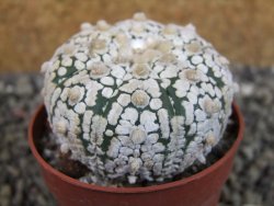 Astrophytum Super Kabuto pot 6,5 cm - 12403203