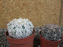 Astrophytum Super Kabuto pot 6,5 cm - 12403204