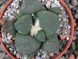 Ariocarpus lloydii pot 5,5 cm