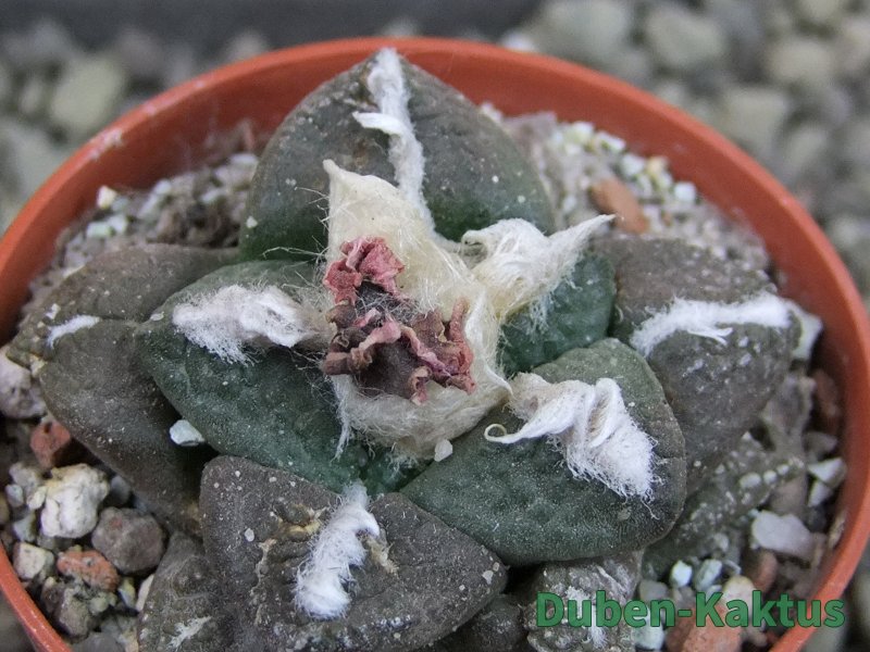 Ariocarpus lloydii pot 5,5 cm