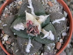 Ariocarpus lloydii pot 5,5 cm - 12403216