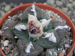 Ariocarpus lloydii pot 5,5 cm