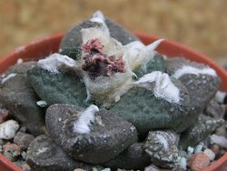 Ariocarpus lloydii pot 5,5 cm - 12403218