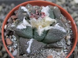Ariocarpus lloydii pot 5,5 cm - 12403219