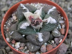 Ariocarpus lloydii pot 5,5 cm - 12403220