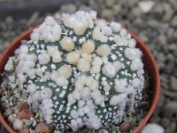 Astrophytum Hanazano Kabuto pot 5,5 cm
