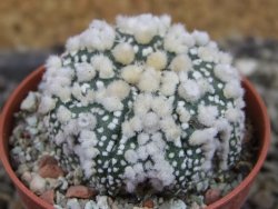 Astrophytum Hanazano Kabuto pot 5,5 cm - 12403235