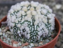 Astrophytum Hanazano Kabuto pot 5,5 cm - 12403236