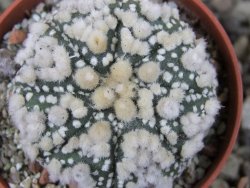 Astrophytum Hanazano Kabuto pot 5,5 cm - 12403237