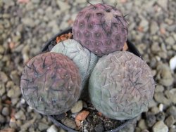 Tephrocactus geometricus pot 5,5 cm