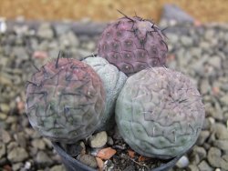 Tephrocactus geometricus pot 5,5 cm - 12403239