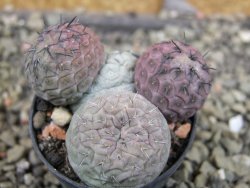 Tephrocactus geometricus pot 5,5 cm - 12403240
