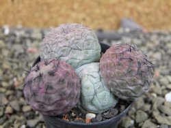 Tephrocactus geometricus pot 5,5 cm - 12403241