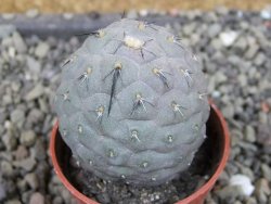 Tephrocactus geometricus pot 5,5 cm - 12403242