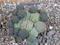 Puna bonniae inermis, pot 5,5 cm