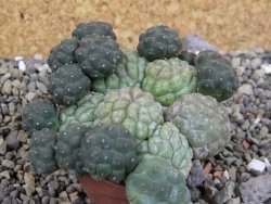 Puna bonniae inermis, pot 5,5 cm - 12403247