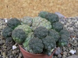 Puna bonniae inermis, pot 5,5 cm - 12403248