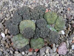 Puna bonniae inermis, pot 5,5 cm - 12403249