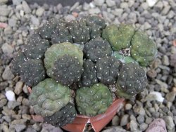 Puna bonniae inermis, pot 5,5 cm - 12403250