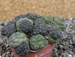 Puna bonniae inermis, pot 5,5 cm