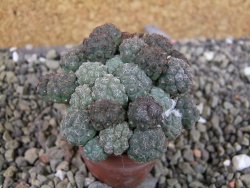 Puna bonniae pot 5,5 cm - 12403263