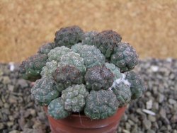 Puna bonniae pot 5,5 cm - 12403264