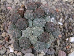 Puna bonniae pot 5,5 cm
