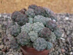 Puna bonniae pot 5,5 cm - 12403266