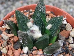 Ariocarpus bravoanus El Ňuňez pot 5,5 cm