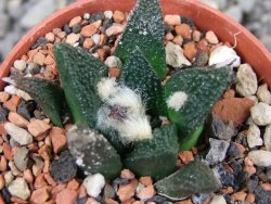 Ariocarpus bravoanus El Ňuňez pot 5,5 cm - 12403268