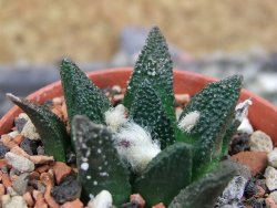 Ariocarpus bravoanus El Ňuňez pot 5,5 cm - 12403269