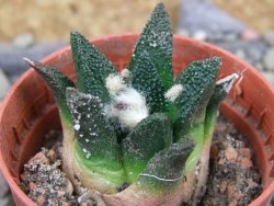 Ariocarpus bravoanus El Ňuňez pot 5,5 cm - 12403270