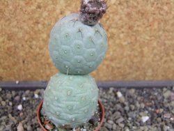 Tephrocactus geometricus pot 5,5 cm - 12403280
